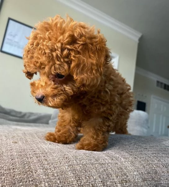 disponibile cuccioli di barboncino | Foto 0