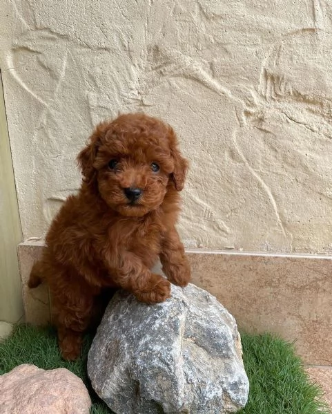 stupenda cucciola di barboncino | Foto 0
