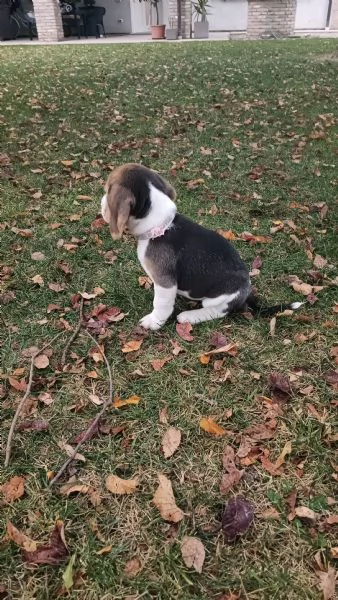 Cuccioli di Beagle tricolore 