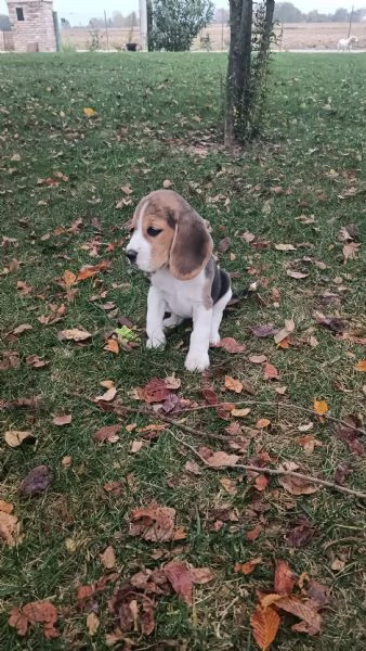 Cuccioli di Beagle tricolore  | Foto 2