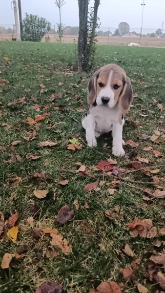 Cuccioli di Beagle tricolore  | Foto 1