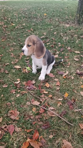 Cuccioli di Beagle tricolore  | Foto 0