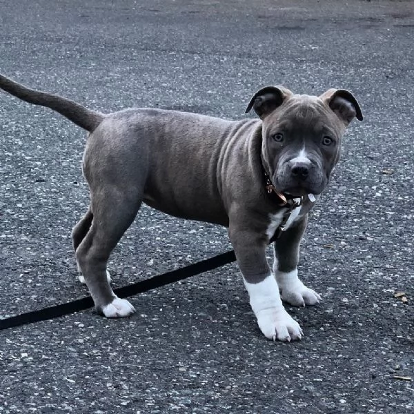 cuccioli di pitbull in adozione  | Foto 0