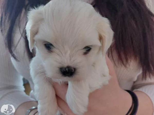 Cuccioli di razza Maltese Toy | Foto 1