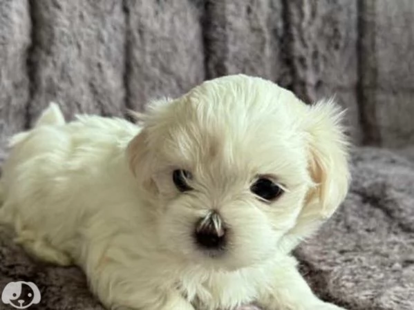Cuccioli di razza Maltese Toy | Foto 2