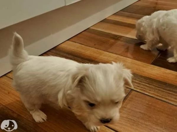 Cuccioli di razza Maltese Toy | Foto 4