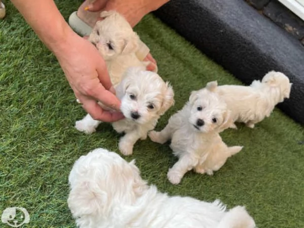 Cuccioli di razza Maltese Toy