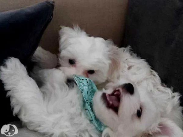 Cuccioli di razza Maltese Toy | Foto 5