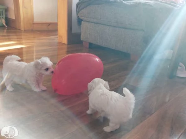 Cuccioli di razza Maltese Toy | Foto 4