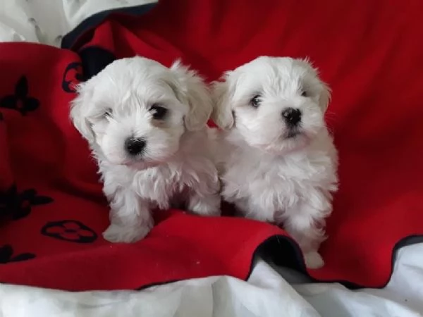 Cuccioli di razza Maltese Toy