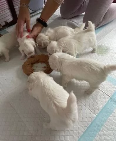 Cuccioli di razza Maltese Toy | Foto 4
