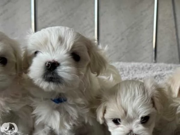 Cuccioli di razza Maltese Toy | Foto 0