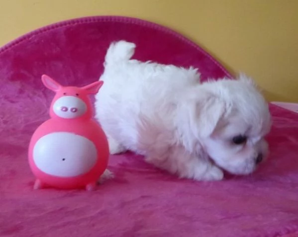 Cuccioli di razza Maltese Toy | Foto 2