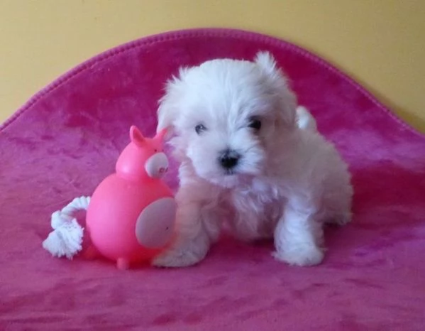 Cuccioli di razza Maltese Toy | Foto 1