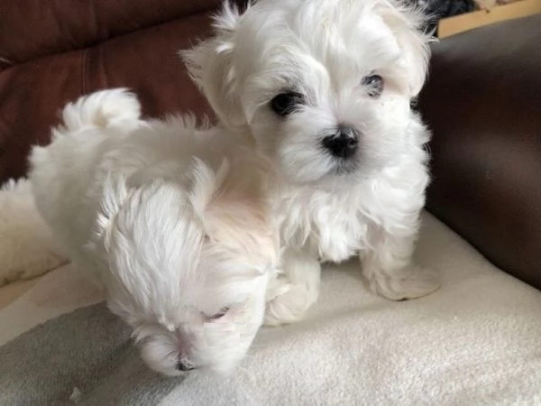 Cuccioli di razza Maltese Toy