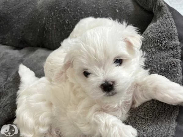 Cuccioli di razza Maltese Toy | Foto 5