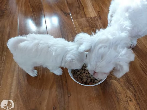 Cuccioli di razza Maltese Toy | Foto 1