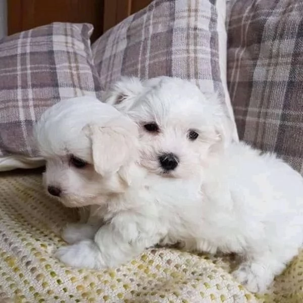 Cuccioli di razza Maltese Toy | Foto 4