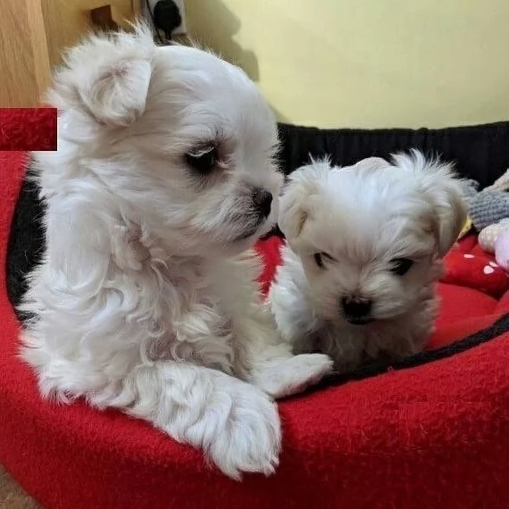 Cuccioli di razza Maltese Toy | Foto 1