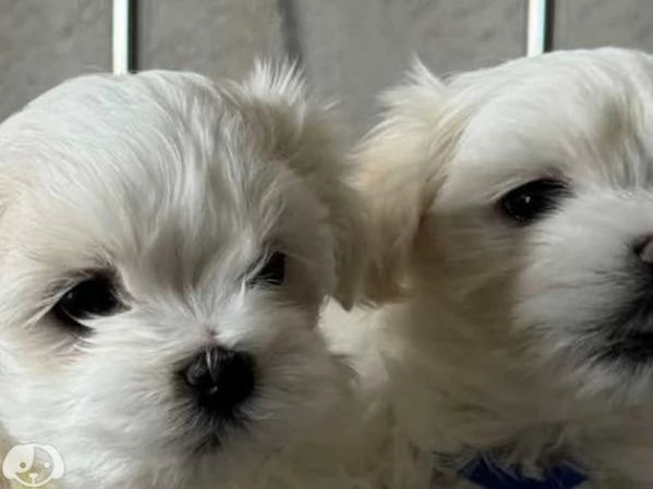 Cuccioli di razza Maltese Toy | Foto 2