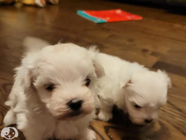 Cuccioli di razza Maltese Toy | Foto 0
