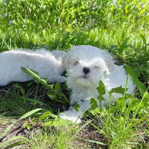Cuccioli di razza Maltese Toy | Foto 3