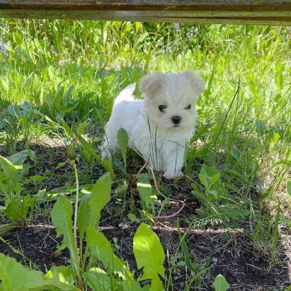 Cuccioli di razza Maltese Toy | Foto 6