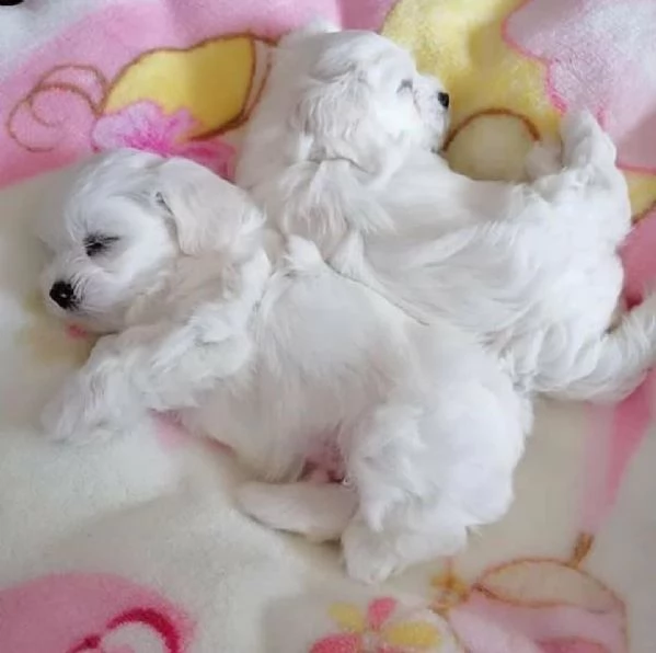 Cuccioli di razza Maltese Toy | Foto 0