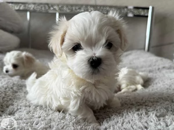Cuccioli di razza Maltese Toy | Foto 4