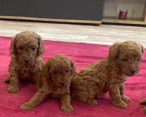 Cuccioli di barboncino maschi e femmine | Foto 1