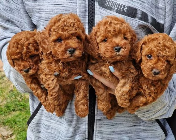 Cuccioli di barboncino maschi e femmine | Foto 0