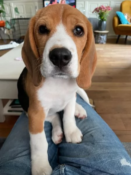 Cuccioli di beagle maschi e femmine | Foto 1