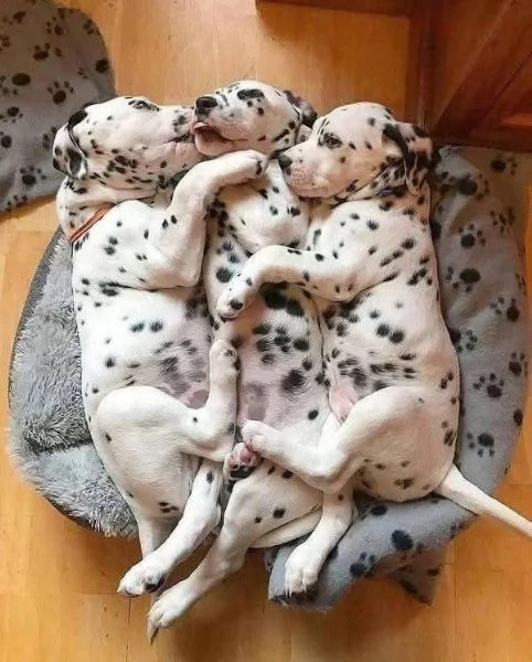 cuccioli di dalmata in adozione | Foto 1