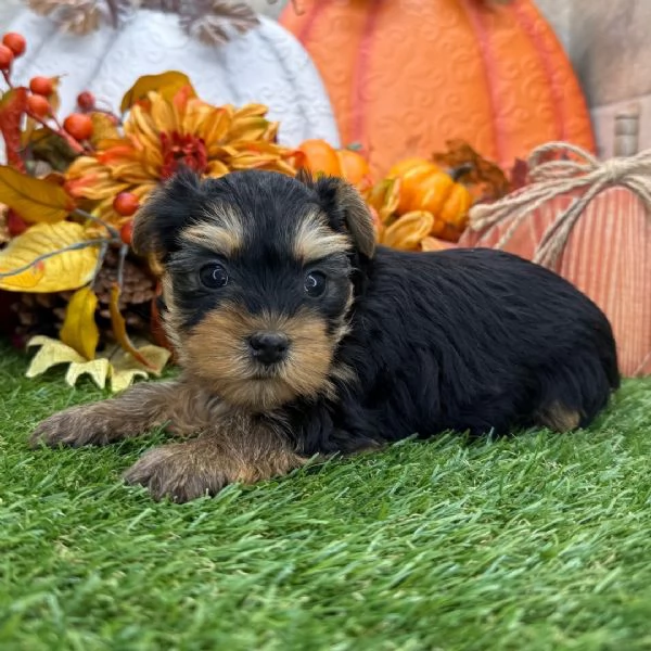 Adorabile yorkshire terrier femmina 