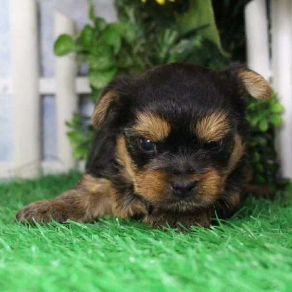 Adorabile yorkshire terrier  in cerca di adozione