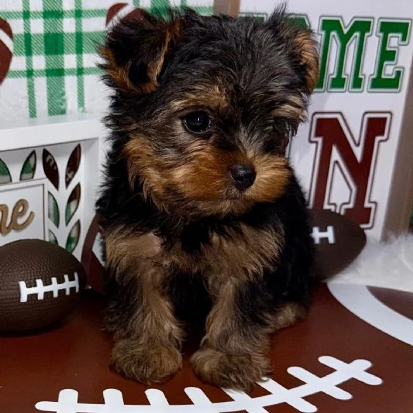 Yorkshire Terrier con un bellissimo mantello bianco e crema