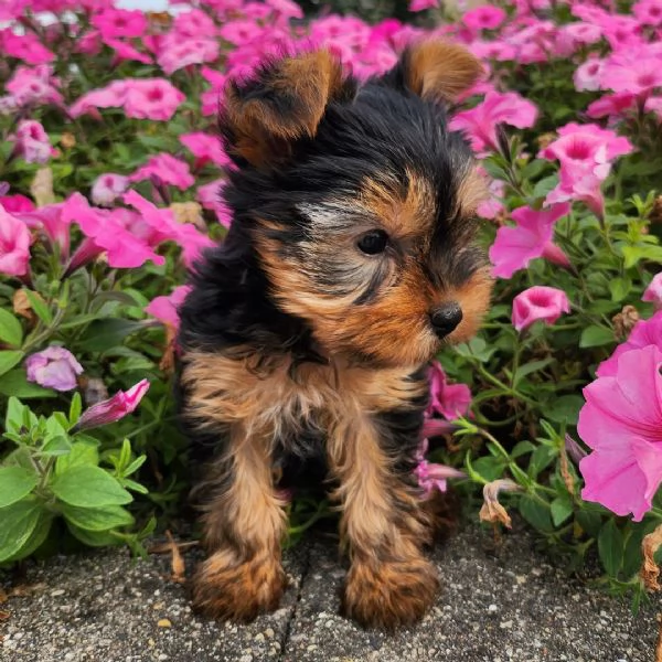 yorkshire terrier  in cerca di adozione