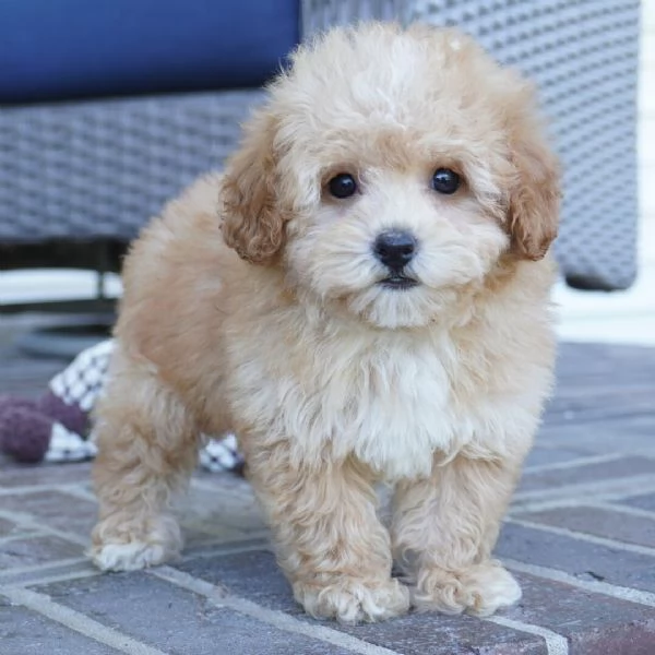  Barboncino toy cuccioli maschio e femmina