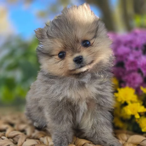 Pomeranian spitz e Pomeranian valpino cuccioli maschio e femmina | Foto 0