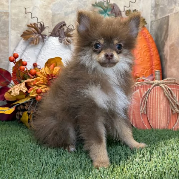 Pomeranian spitz e Pomeranian valpino cuccioli maschio e femmina