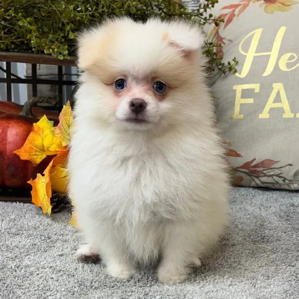  Pomeranian mini e valpino Pomeranian cuccioli maschio e femmina | Foto 0