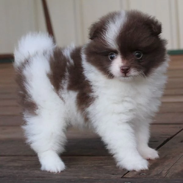  Pomeranian mini e valpino Pomeranian cuccioli maschio e femmina
