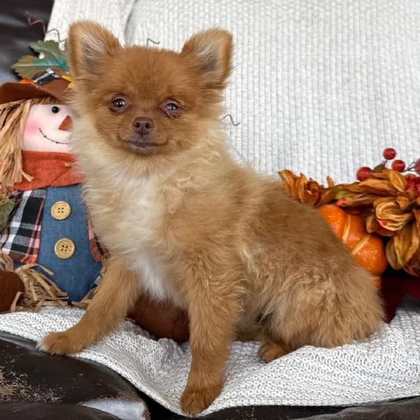 3 Pomeranian Toy cuccioli maschio e femmina | Foto 0