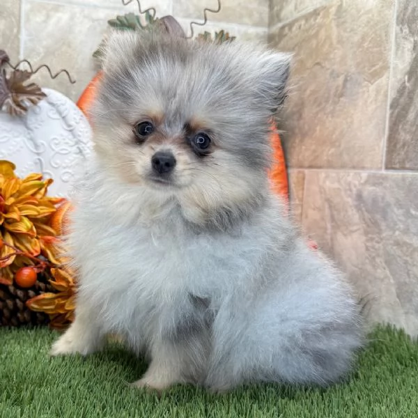 3 Pomeranian Toy cuccioli maschio e femmina