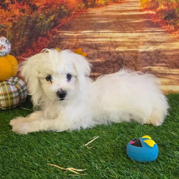 Maltese toy mini  cuccioli maschio e femmina