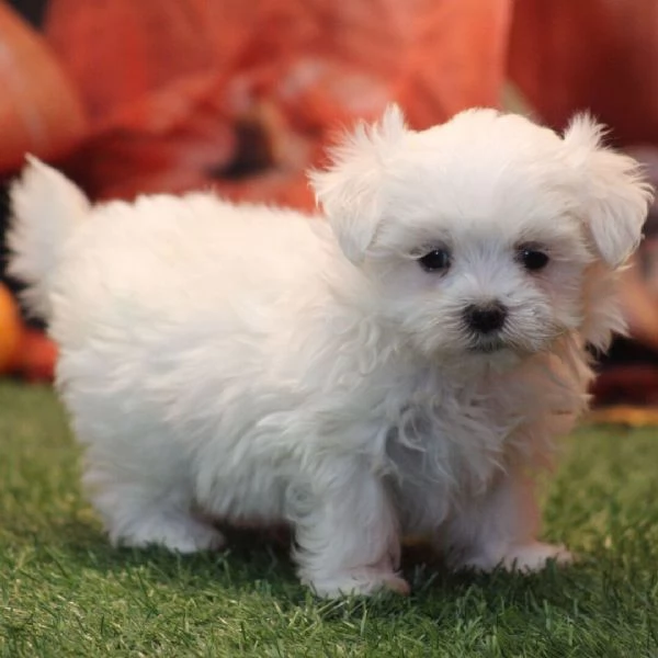 Maltese toy mini  cuccioli maschio e femmina | Foto 0