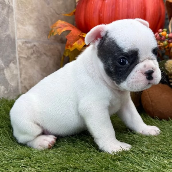 5Bouledogue Francesecuccioli maschio e femmina