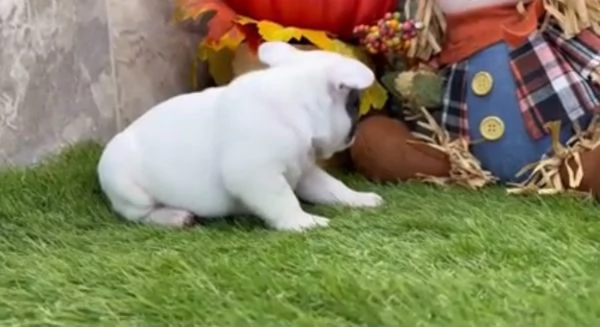 5Bouledogue Francesecuccioli maschio e femmina | Foto 0