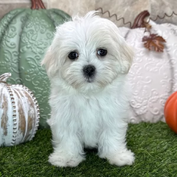 Maltese toy  cuccioli maschio e femmina | Foto 0