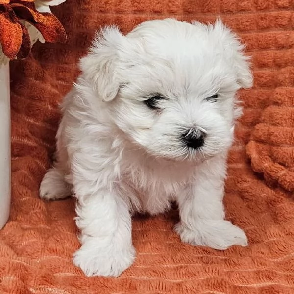 Maltese toy  cuccioli maschio e femmina